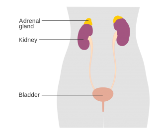 Your adrenal Glands are above your kidneys