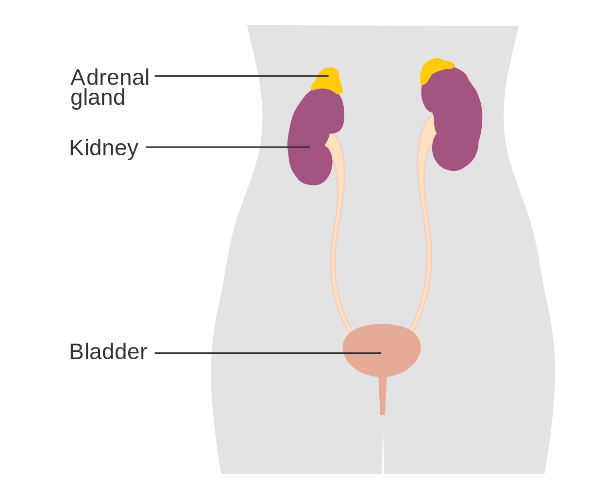 Adrenal disease Hormone Wise